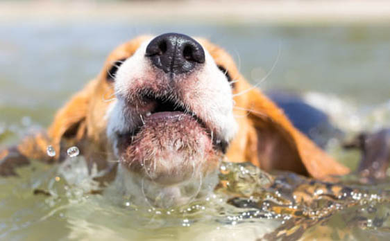 Puppyzwemmen