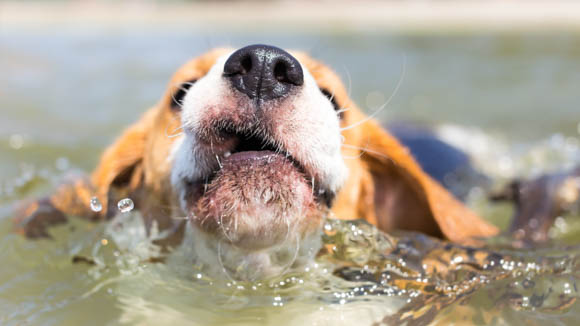 Puppyzwemmen