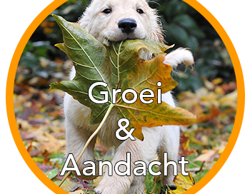 Cirkel Groei & Aandacht