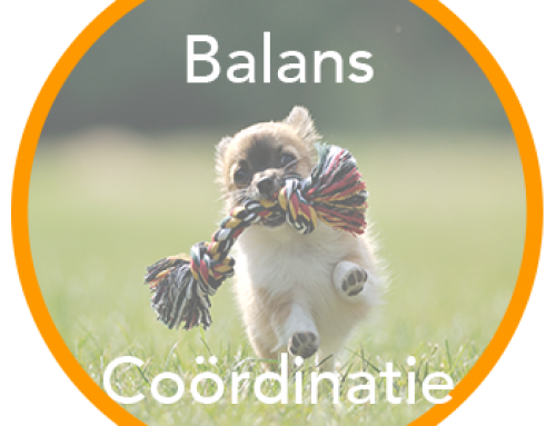 Balans & Coördinatie