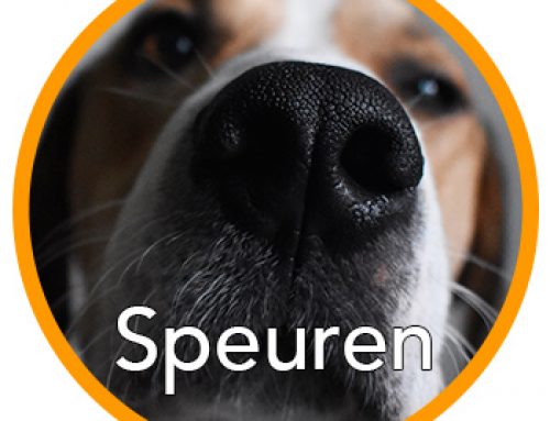 Speurcursus