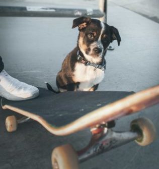 Trucje skateboard