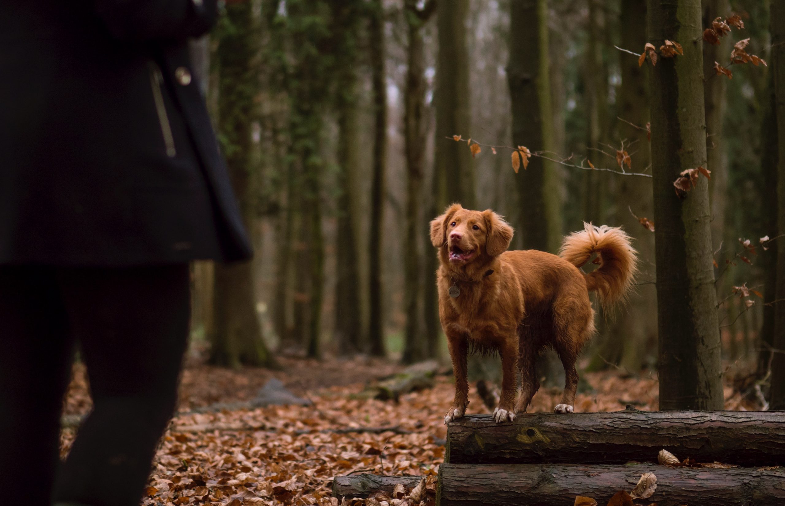 Luisteren in het bos