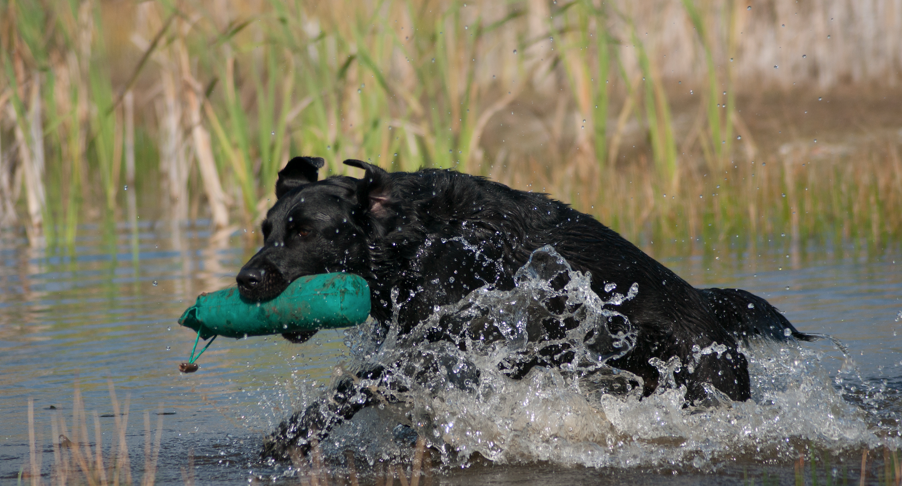 Apport uit water