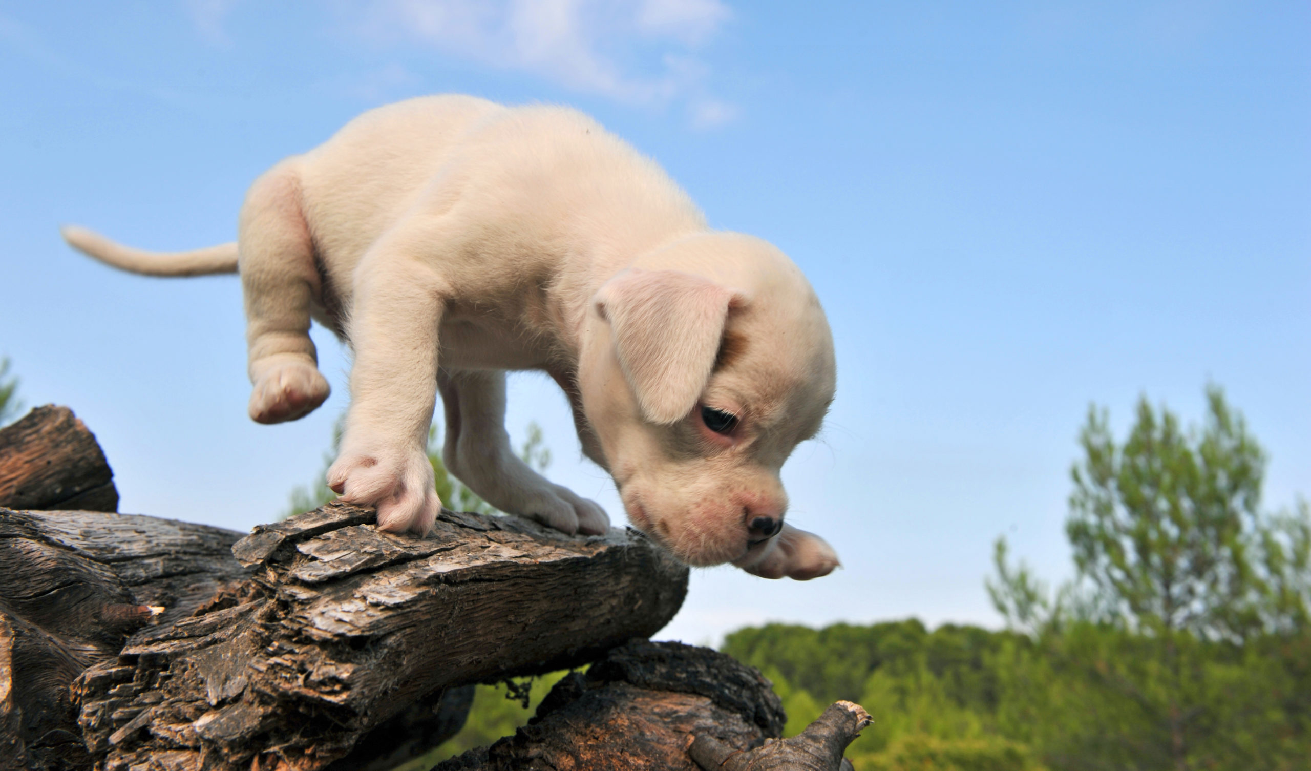 Puppy Playground