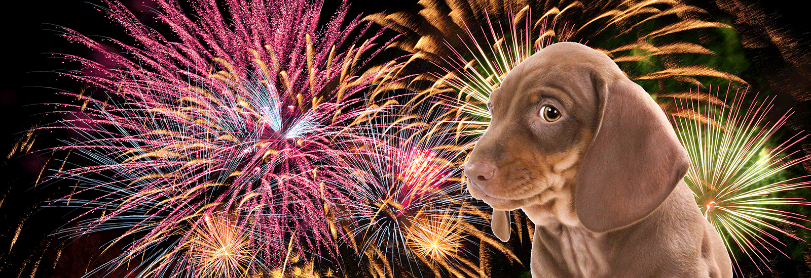 Vuurwerk Module 1 Gratis: Webinar Vuurwerk tips